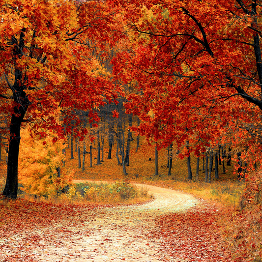 It's Fall, Y'all!