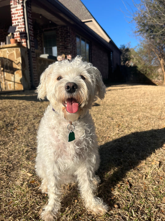 Celebrating National Pet Week!