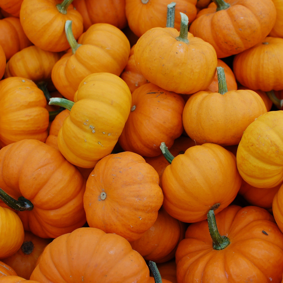 Time for Pumpkin!