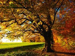 National Fall Foliage Week!